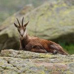 Molto tempo è dedicato al riposo e a ruminare - Foto F. Borgogno